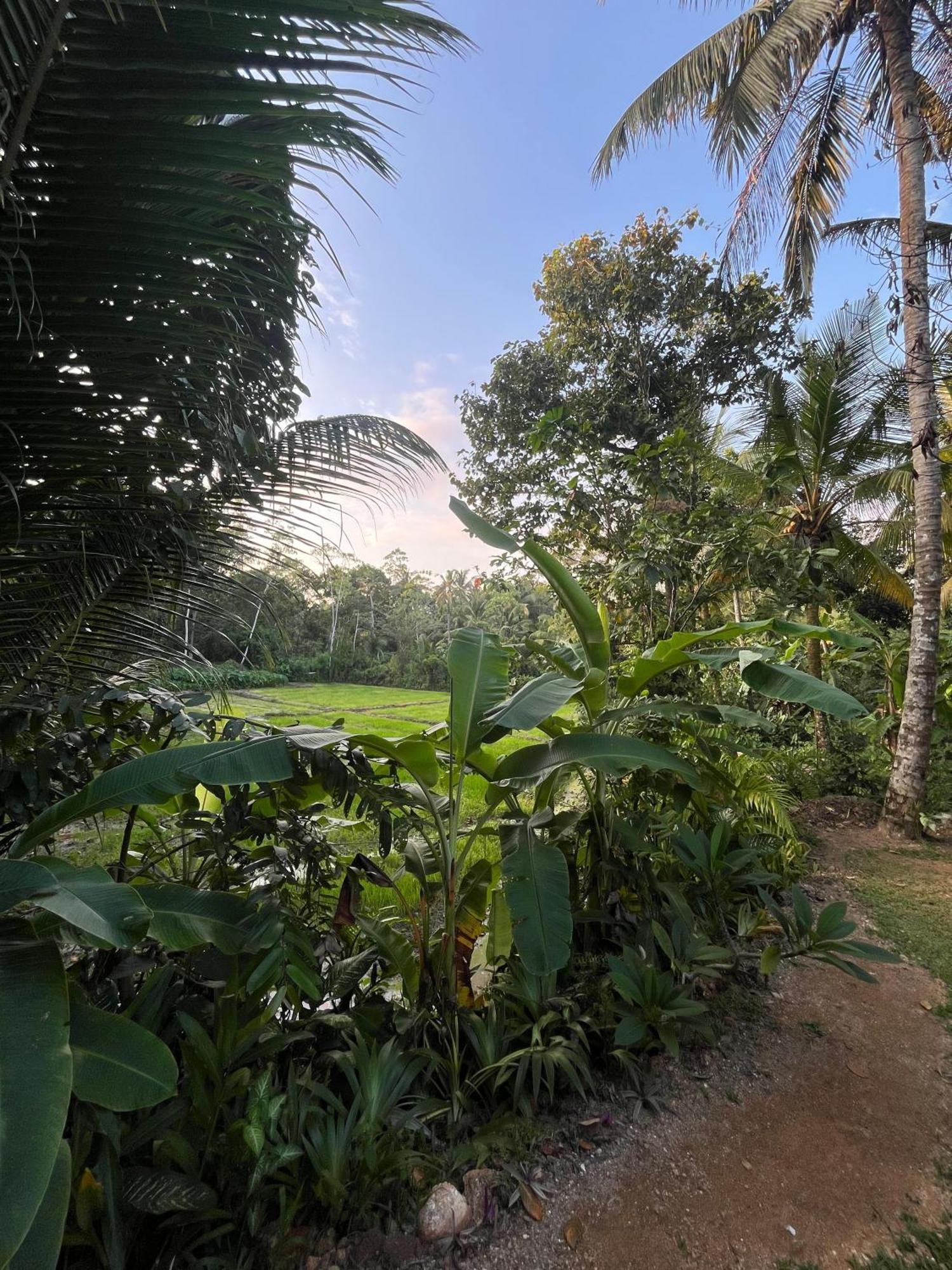 Scenery Vibes - Ahangama